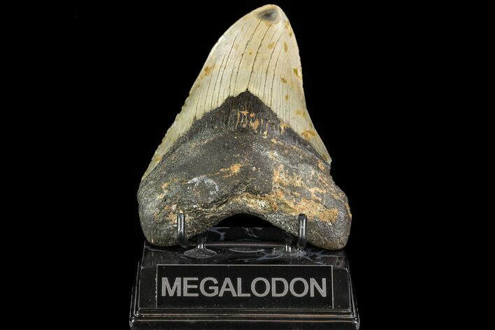 Fossil Megalodon Tooth - North Carolina #108954